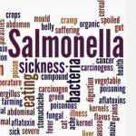 Salmonella