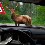 DeerCar