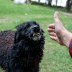 Dog Attack