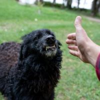 Dog Attack Dog Attack